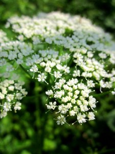 20130607Aegopodium_podagraria3