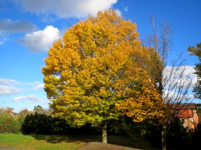 20131109Hainbuche_Hockenheim1