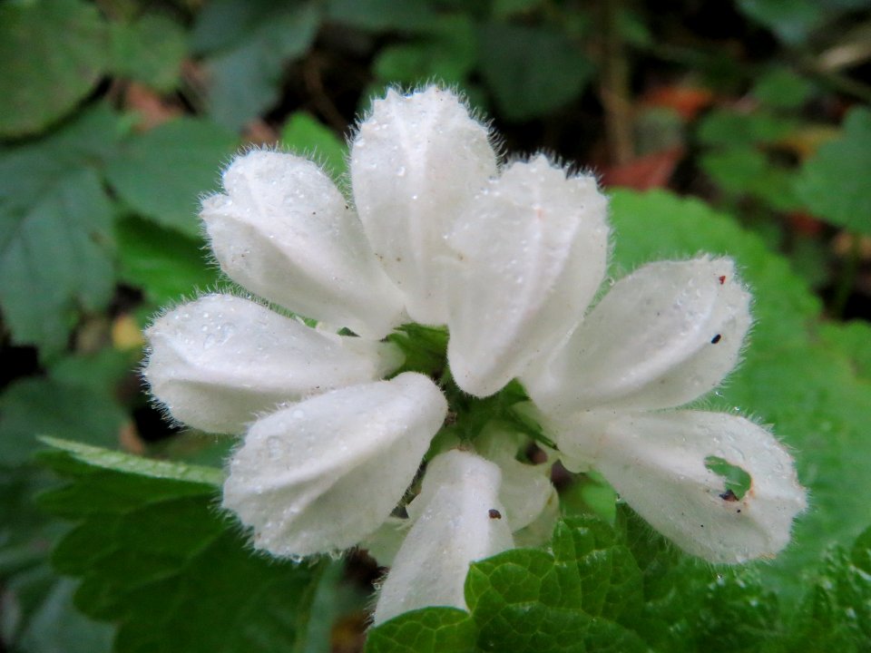20131106Taubnessel1