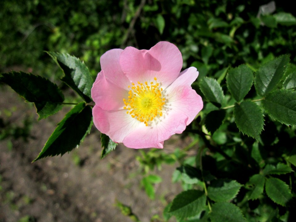 20130602Rosa_canina3
