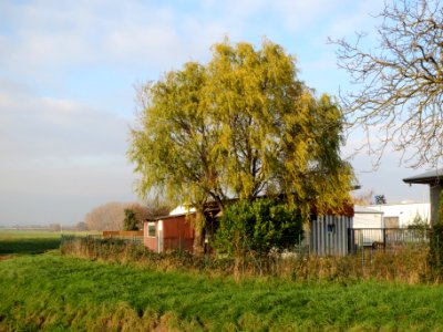 20131201Korkenzieherweide