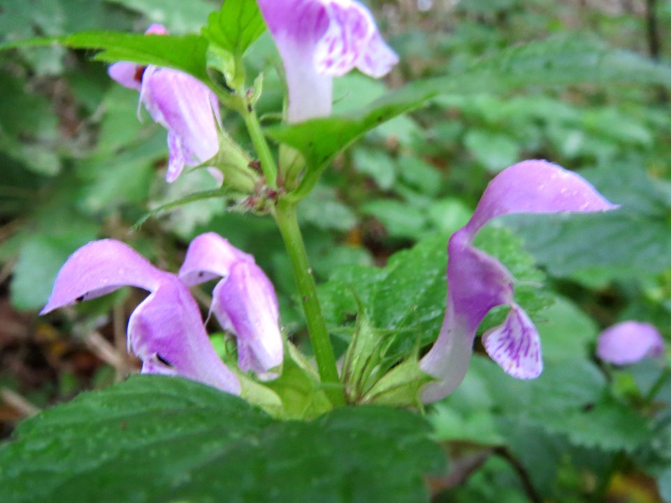 20131106Gefleckte_Taubnessel