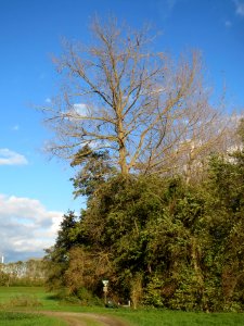20131109Erlenbruchwald3