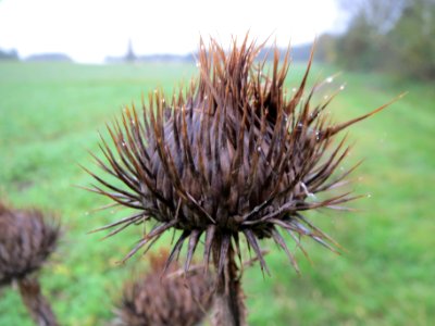 20131106Eselsdistel3