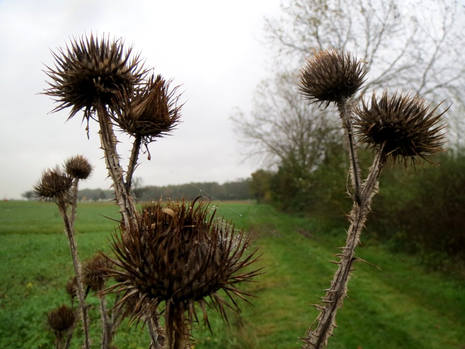 20131106Eselsdistel1