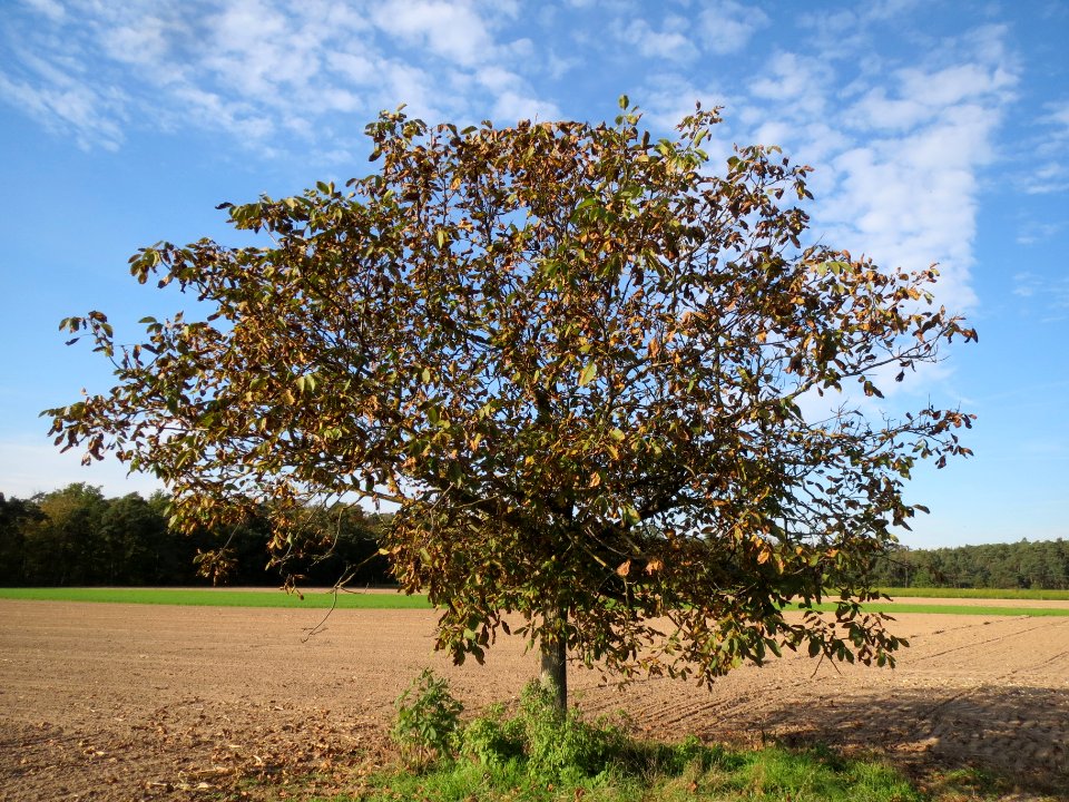 20131019Walnuss_Reilingen
