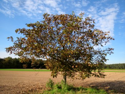 20131019Walnuss_Reilingen