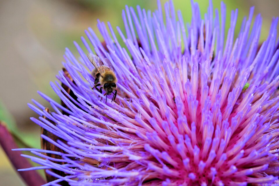 Bee purple artichoke