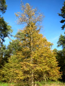 20131019Tilia_cordata1 photo