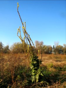 20131126Koenigskerze