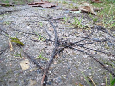 20131130Vogelknoeterich_Reilingen1