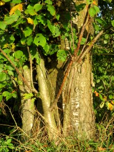 20131022Kirsche_Karl_Ludwig_See3