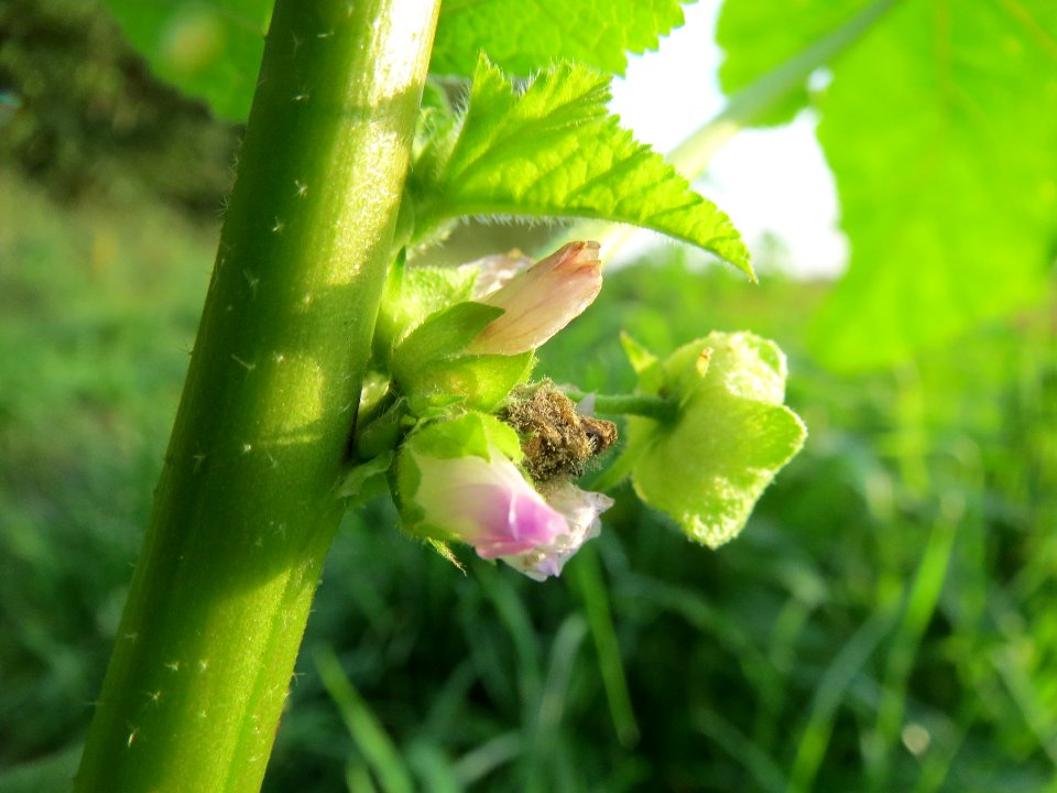 20131022Malva_verticillata6