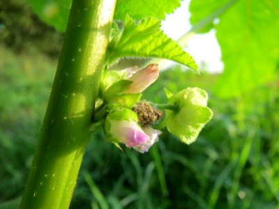 20131022Malva_verticillata6