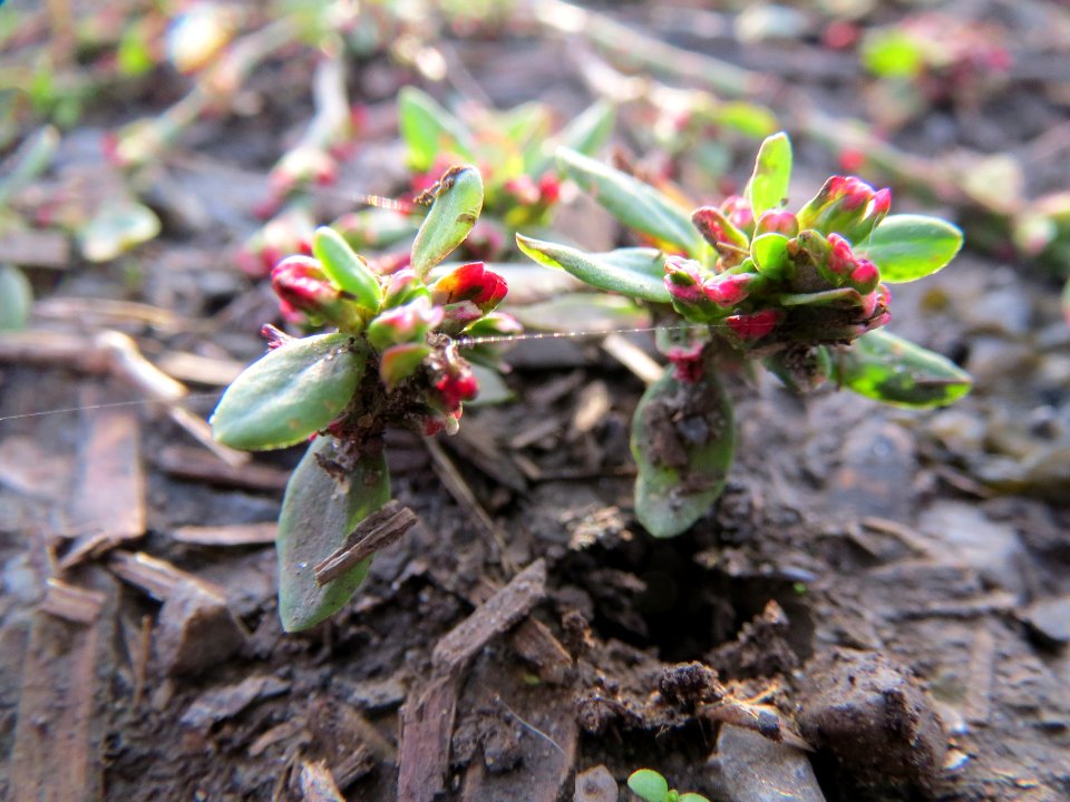 20131022Polygonum_aviculare3