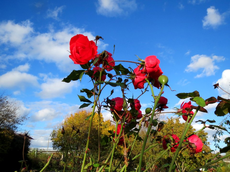 20131109Rose_Hockenheim
