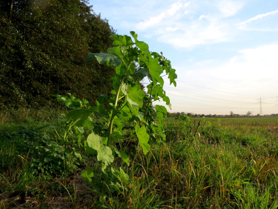 20131022Malva_verticillata3