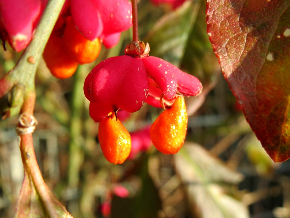 20131118Euonymus_europaeus