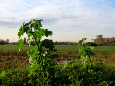 20131022Malva_verticillata1