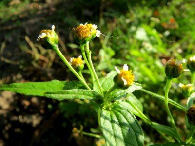 20131019Galinsoga_parviflora1