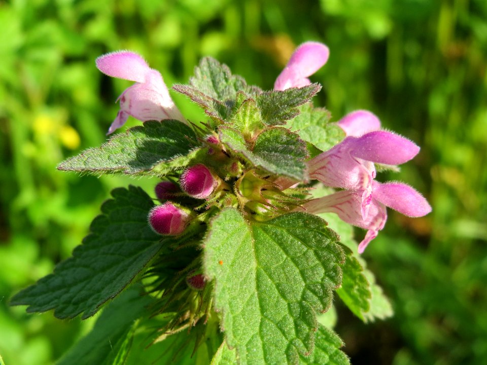 20131022Lamium_purpureum