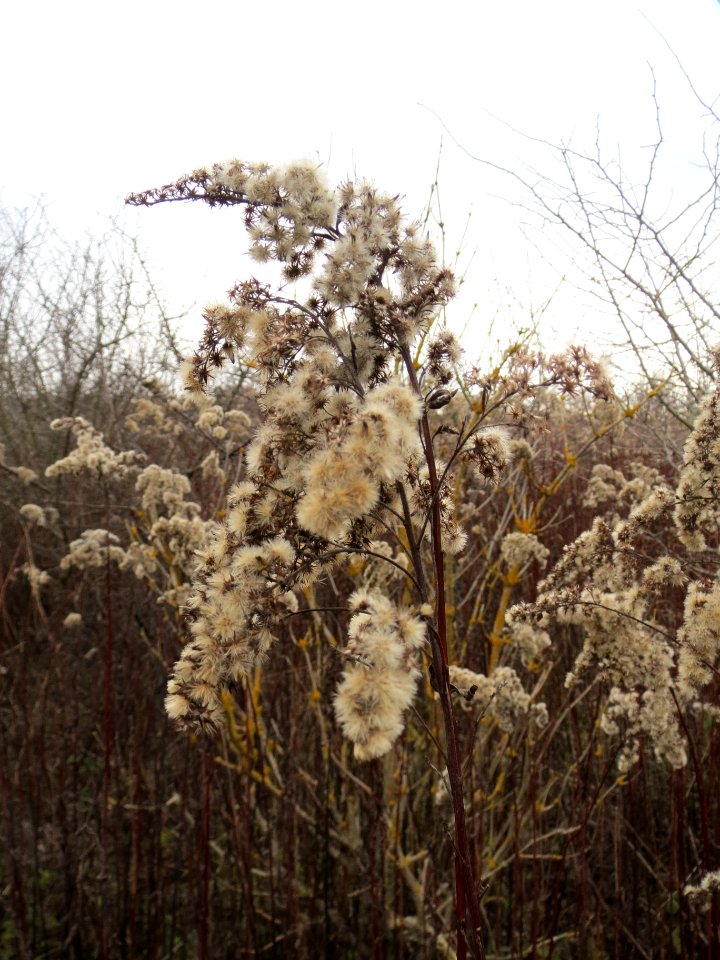 20131125Kanadische_Goldrute