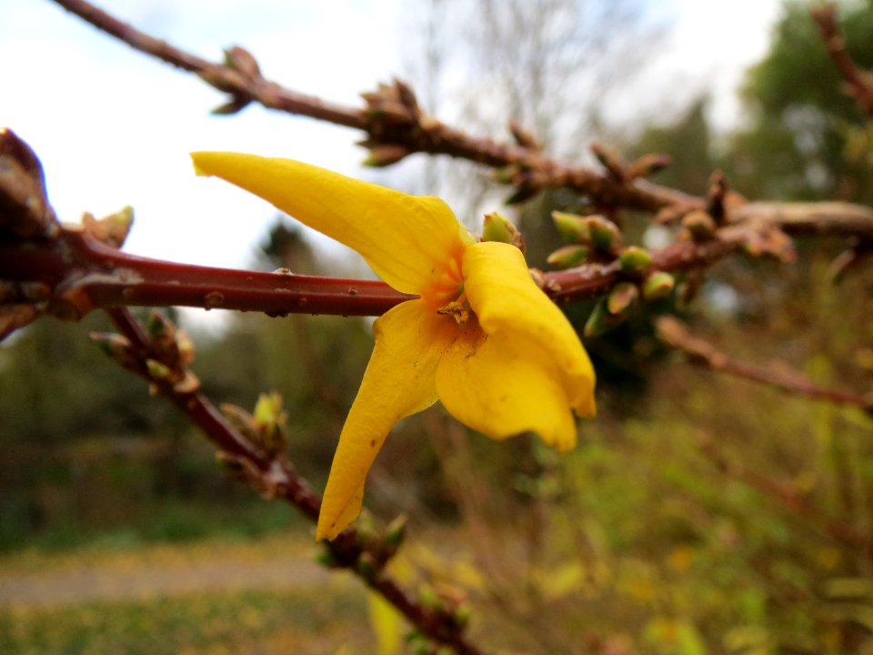 20131124Forsythie_Hockenheim1