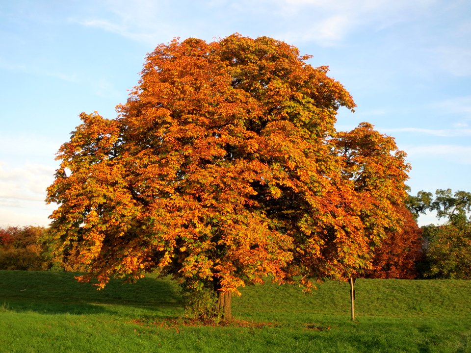 20131022Rosskastanie1