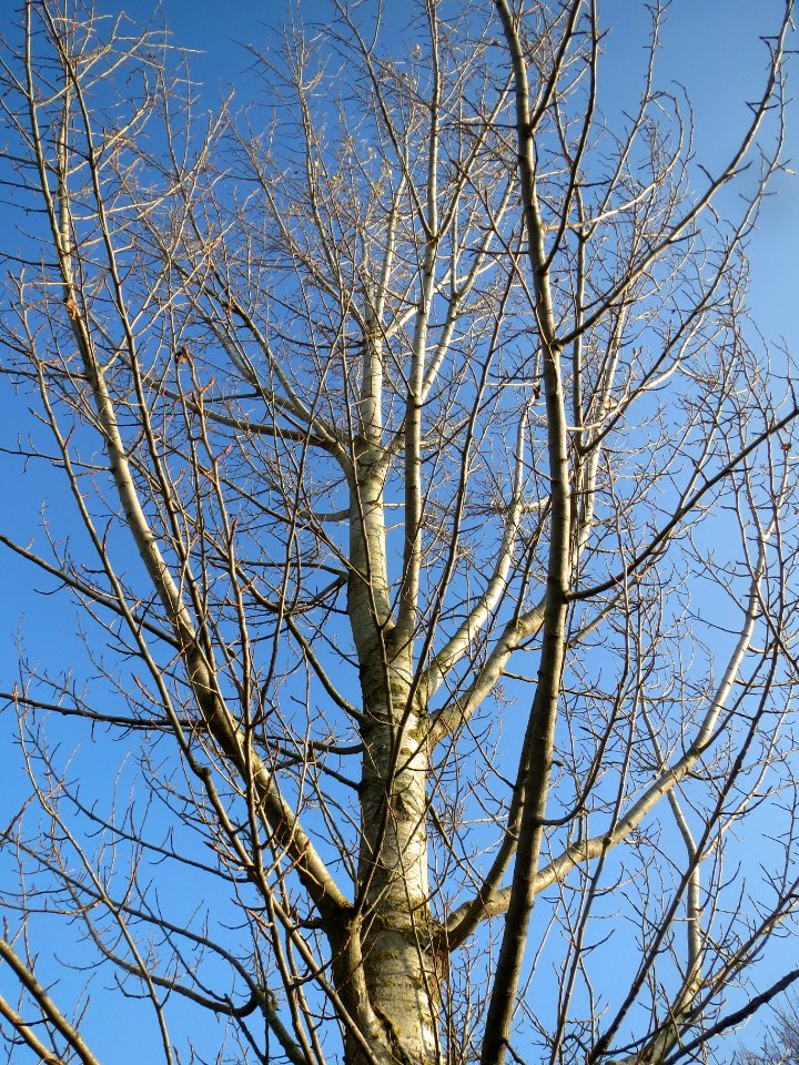 20131118Populus_nigra2