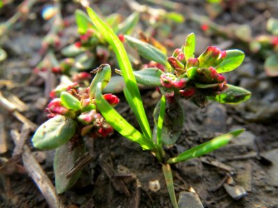 20131022Polygonum_aviculare1