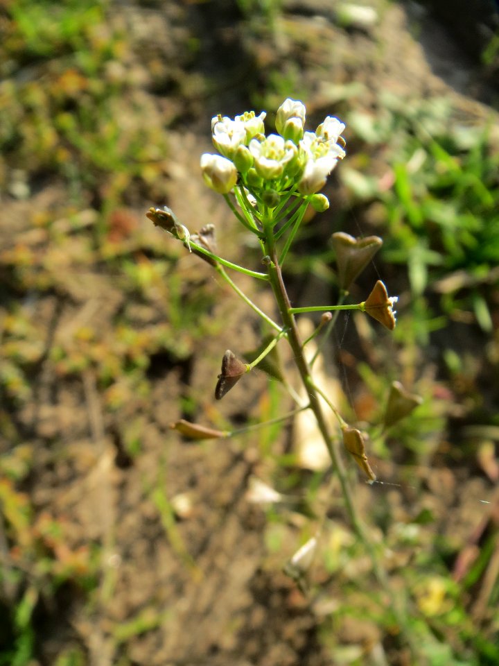 20131019Hirtentaeschel_Reilingen2