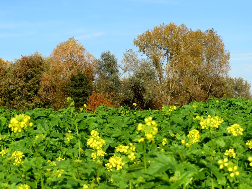 20131022Senf-Feld1