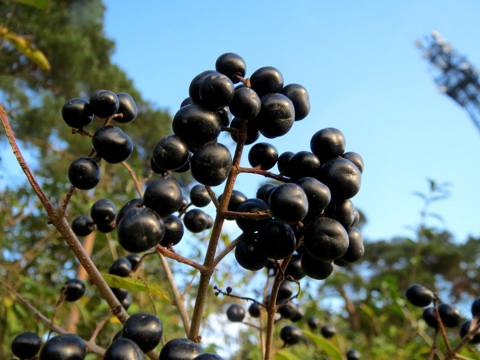 20131019Liguster_Reilingen3