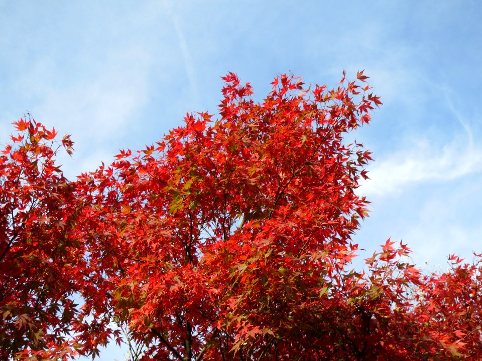 20131022Acer_palmatum1