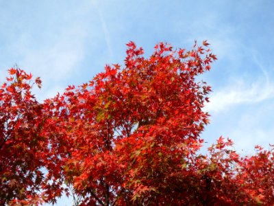 20131022Acer_palmatum1 photo