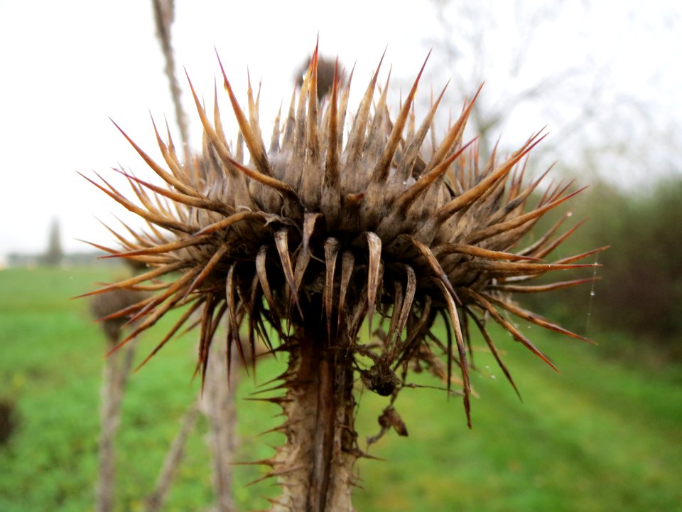 20131106Eselsdistel2