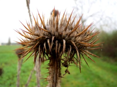 20131106Eselsdistel2