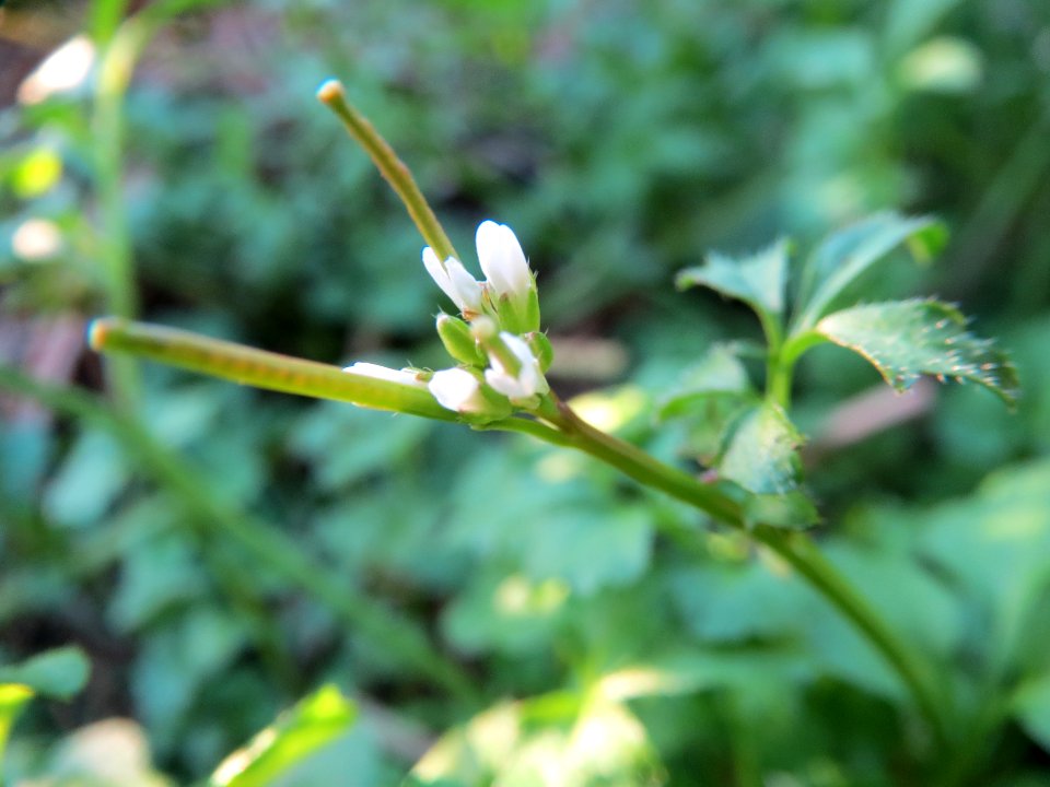 20131109Cardamine_hirsuta9