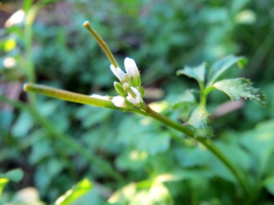 20131109Cardamine_hirsuta9