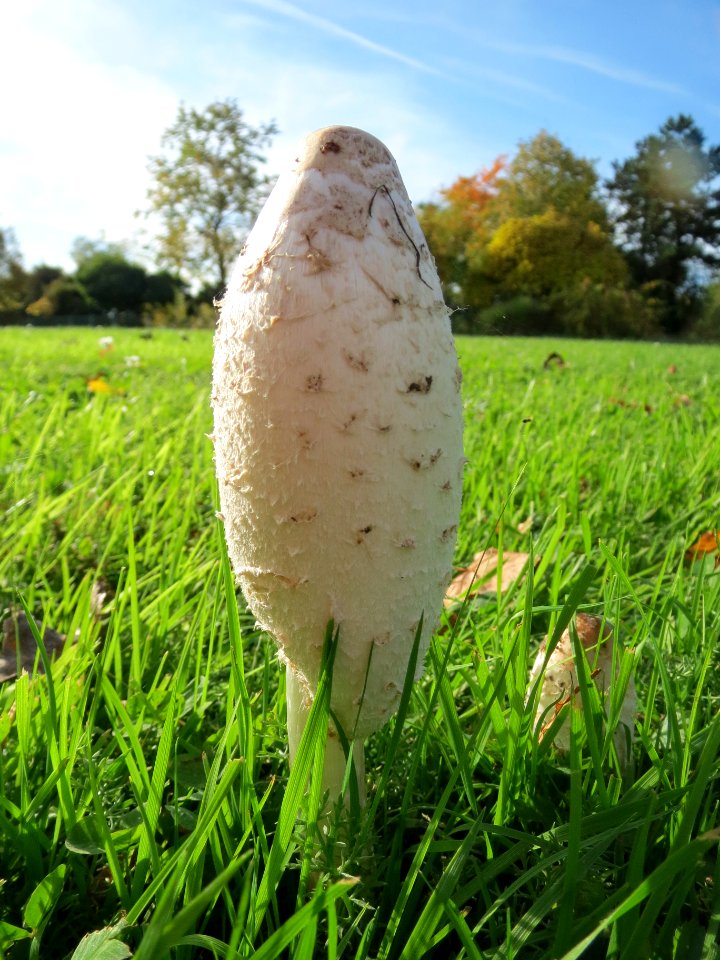 20131022Coprinus_comatus5
