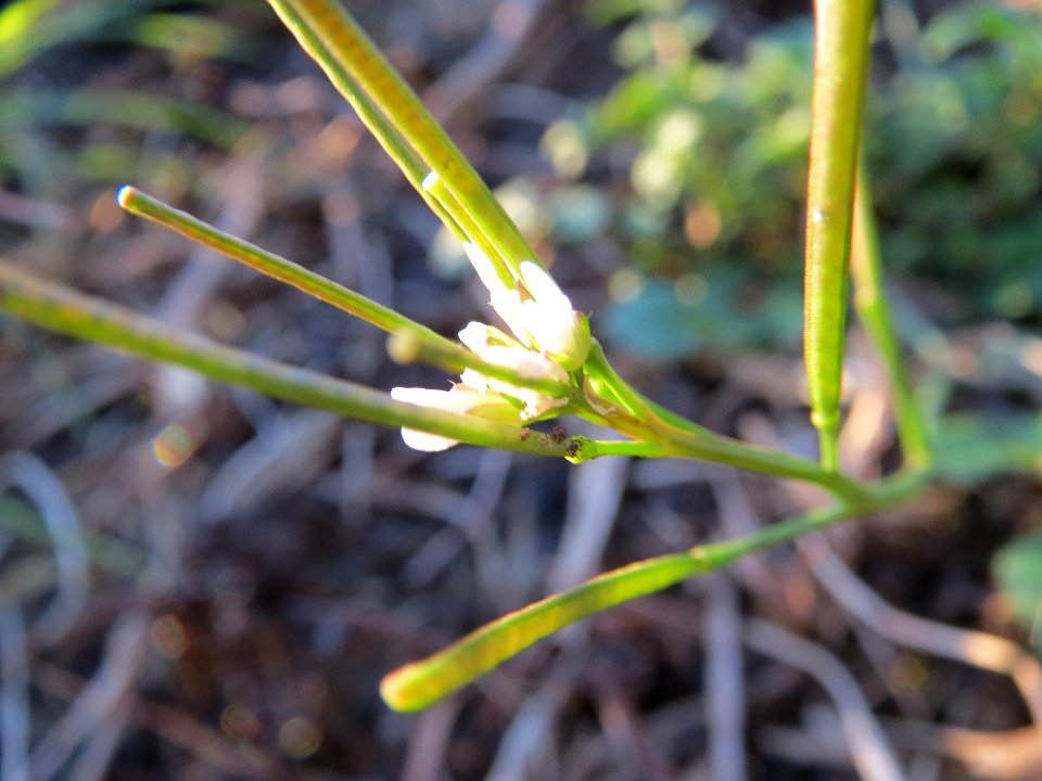 20131109Cardamine_hirsuta3