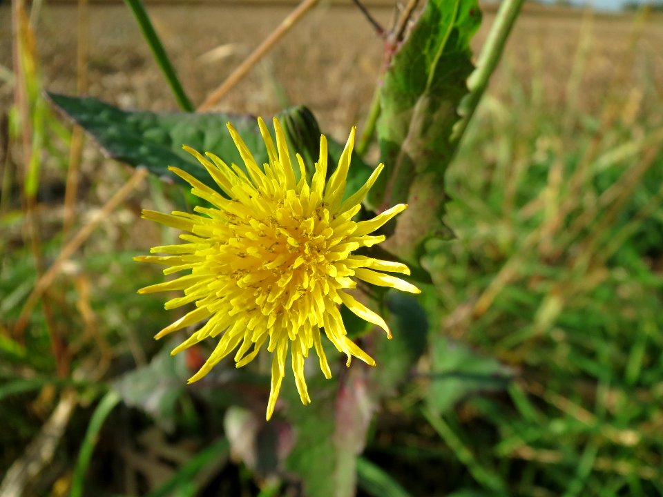 20131022Sonchus_asper2