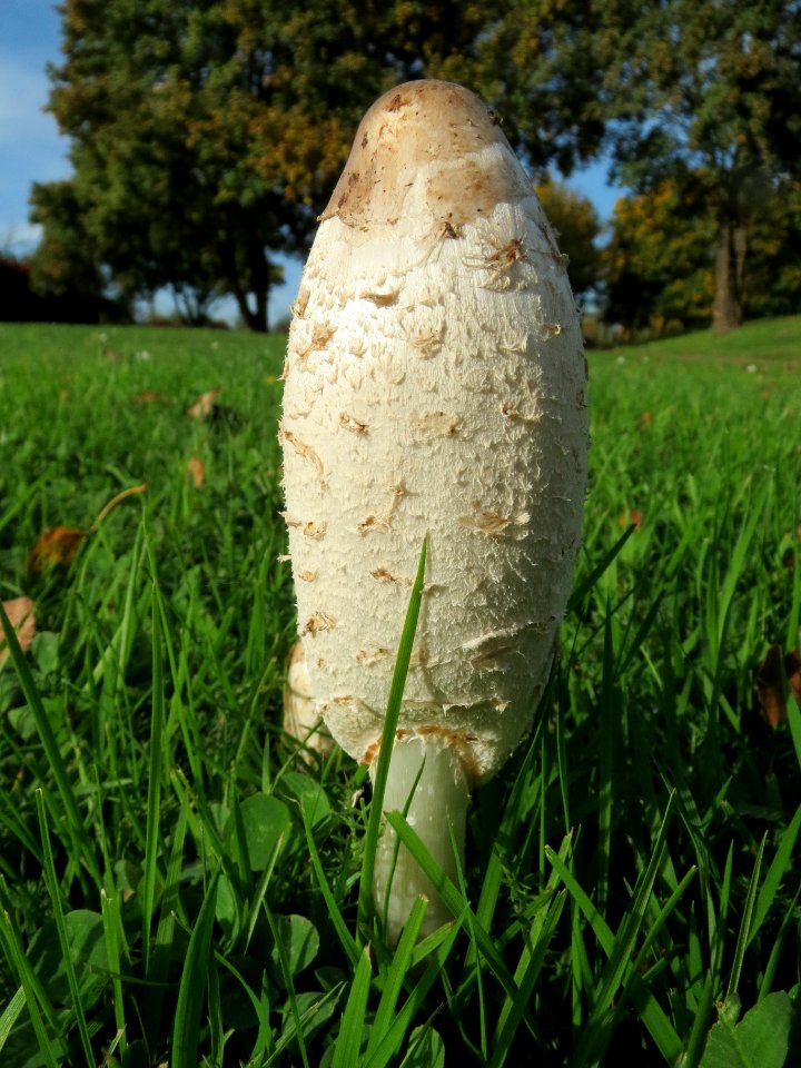 20131022Coprinus_comatus6