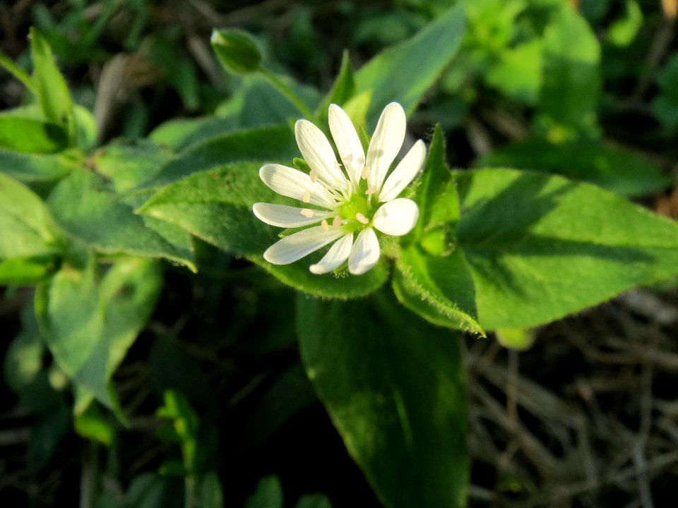 20131022Myosoton_aquaticum5