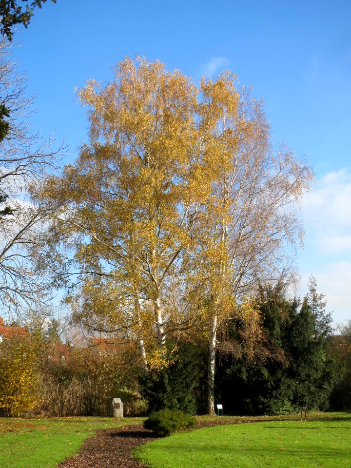 20131111Birke_Ebertpark