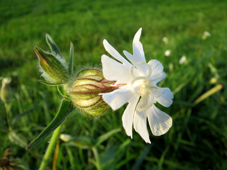 20131022Silene_latifolia2