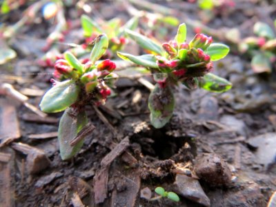 20131022Polygonum_aviculare2