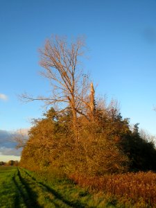20131109Erlenbruchwald2