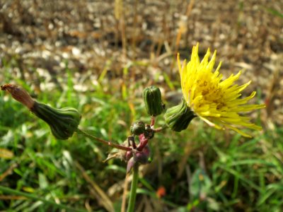 20131022Sonchus_asper3