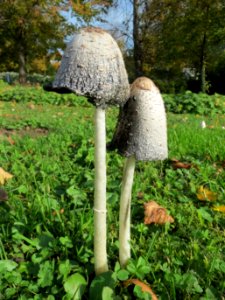 20131022Coprinus_comatus1